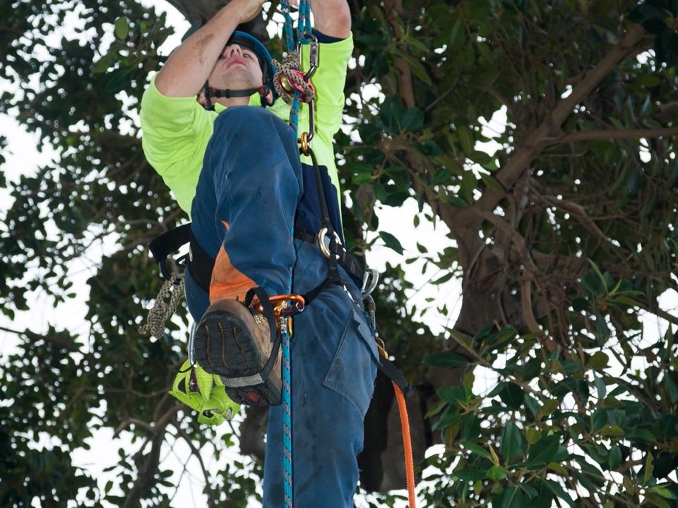 Qualified arborist working in a mature tree during an Enviro Trees UK survey in West Yorkshire